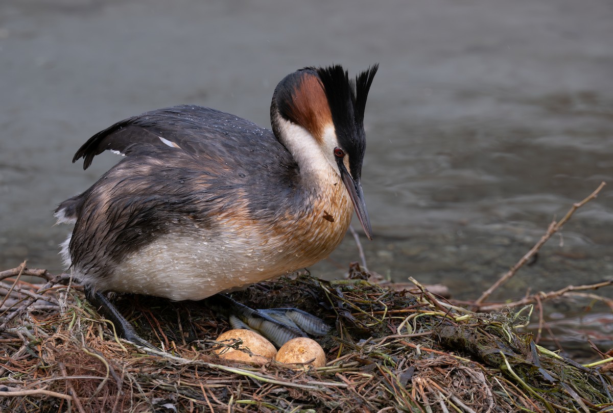 Great Crested Grebe - Ben Ackerley