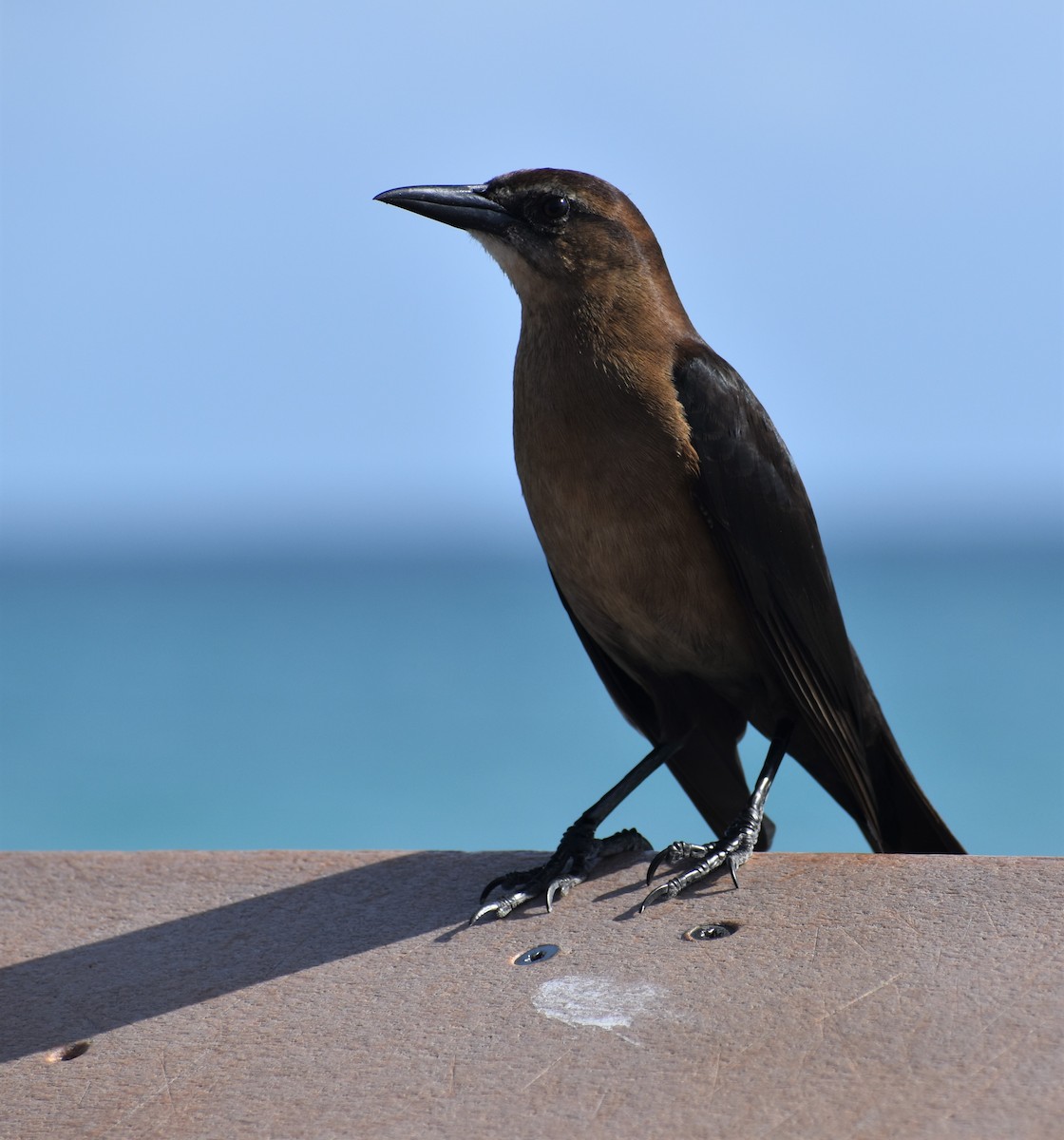 Boat-tailed Grackle - ML614469174