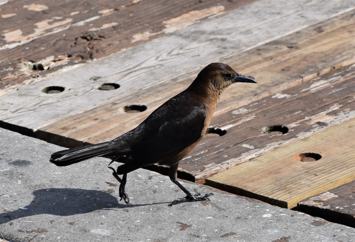 Boat-tailed Grackle - ML614469185