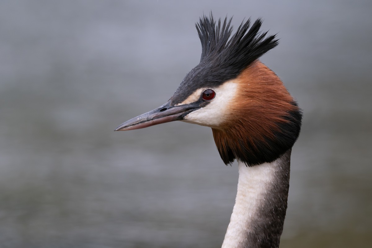 Great Crested Grebe - ML614469189
