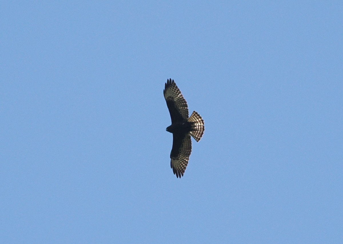 Short-tailed Hawk - ML614469217