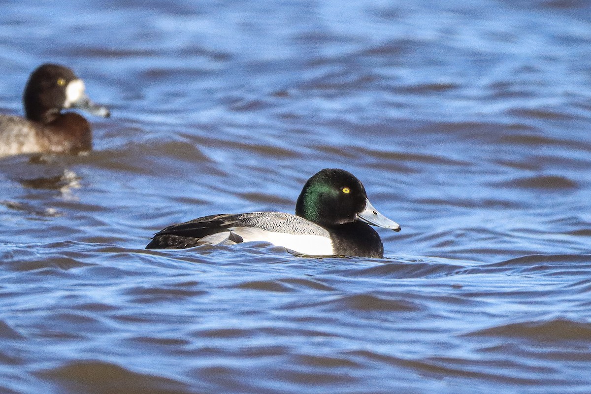 Greater Scaup - ML614469295