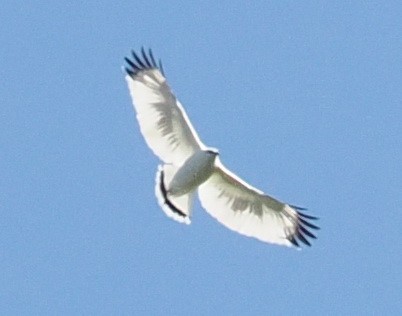 White Hawk (Snowy) - ML614469325