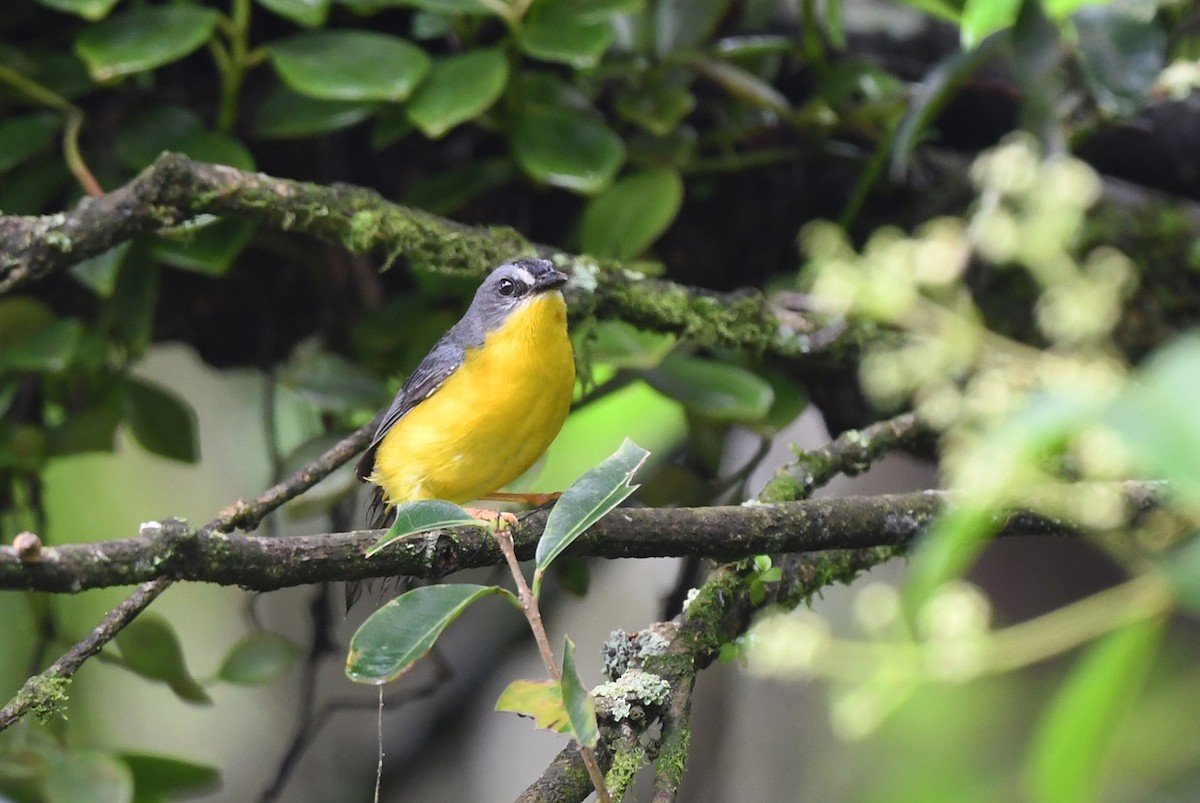Gray-and-gold Warbler - ML614469343