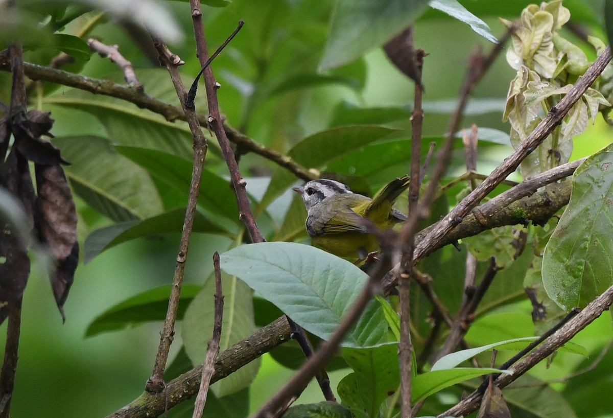 Three-banded Warbler - ML614469349