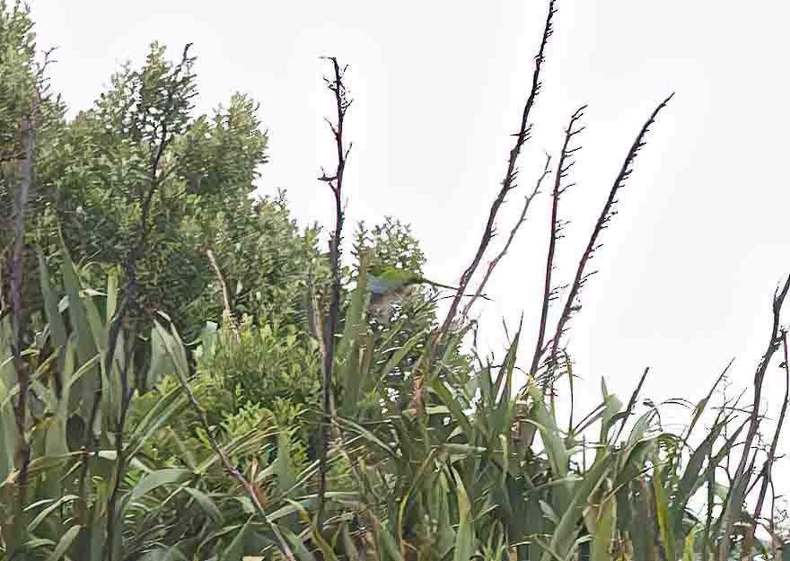 Chatham Islands Parakeet - John Kyngdon