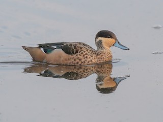  - Blue-billed Teal