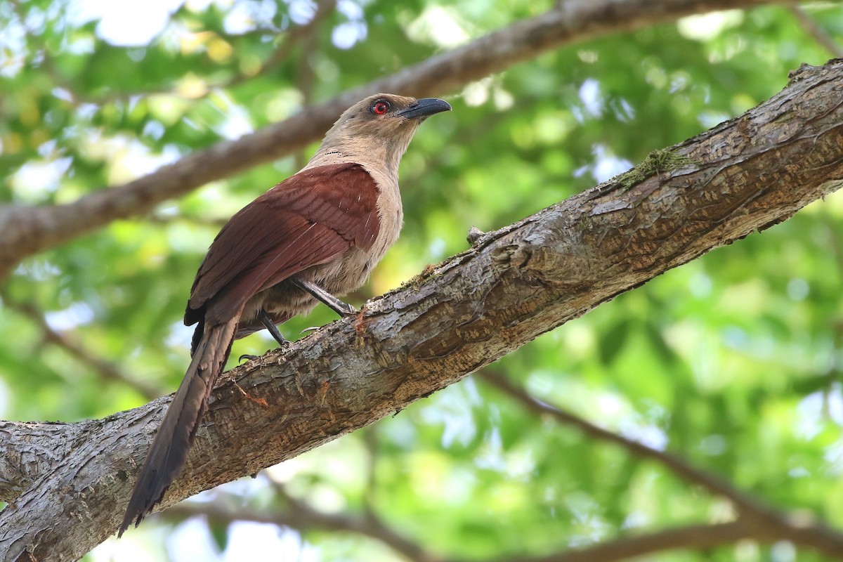 Andaman Coucal - Joshua Bergmark | Ornis Birding Expeditions