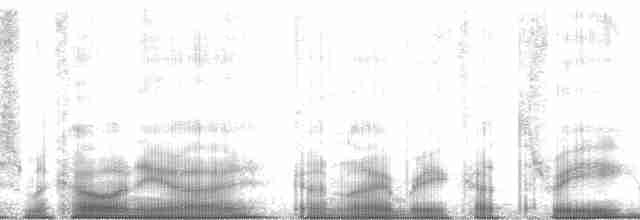 Plectrophane à ventre gris - ML61447