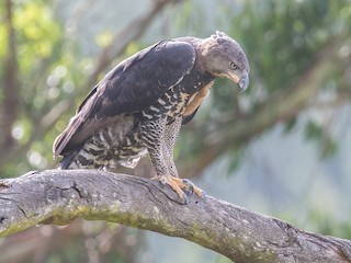  - Crowned Eagle