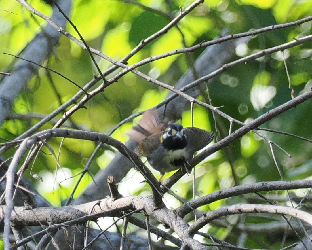 White-eared Ground-Sparrow - ML614470127