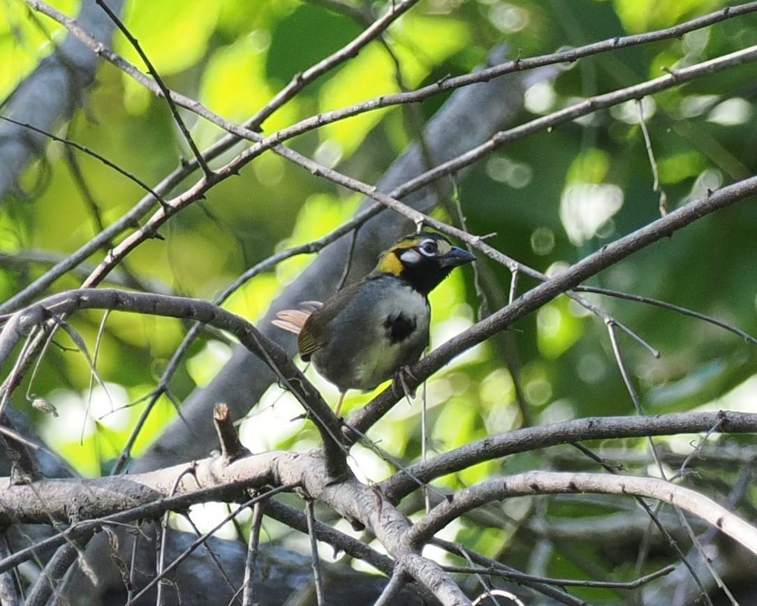 White-eared Ground-Sparrow - ML614470128