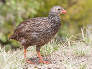  - Scaly Spurfowl