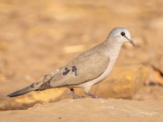  - Black-billed Wood-Dove