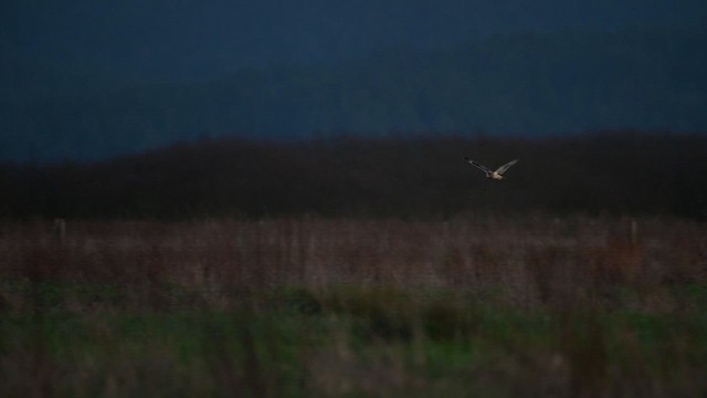 Short-eared Owl (Northern) - ML614470472