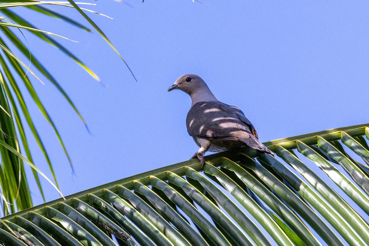 Gray Imperial-Pigeon - Magnus Persmark