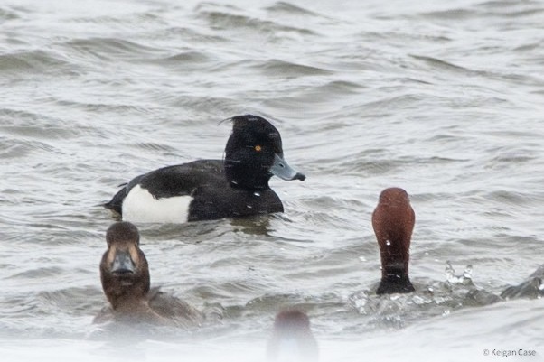 Tufted Duck - ML614470556