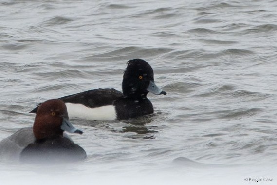 Tufted Duck - ML614470557