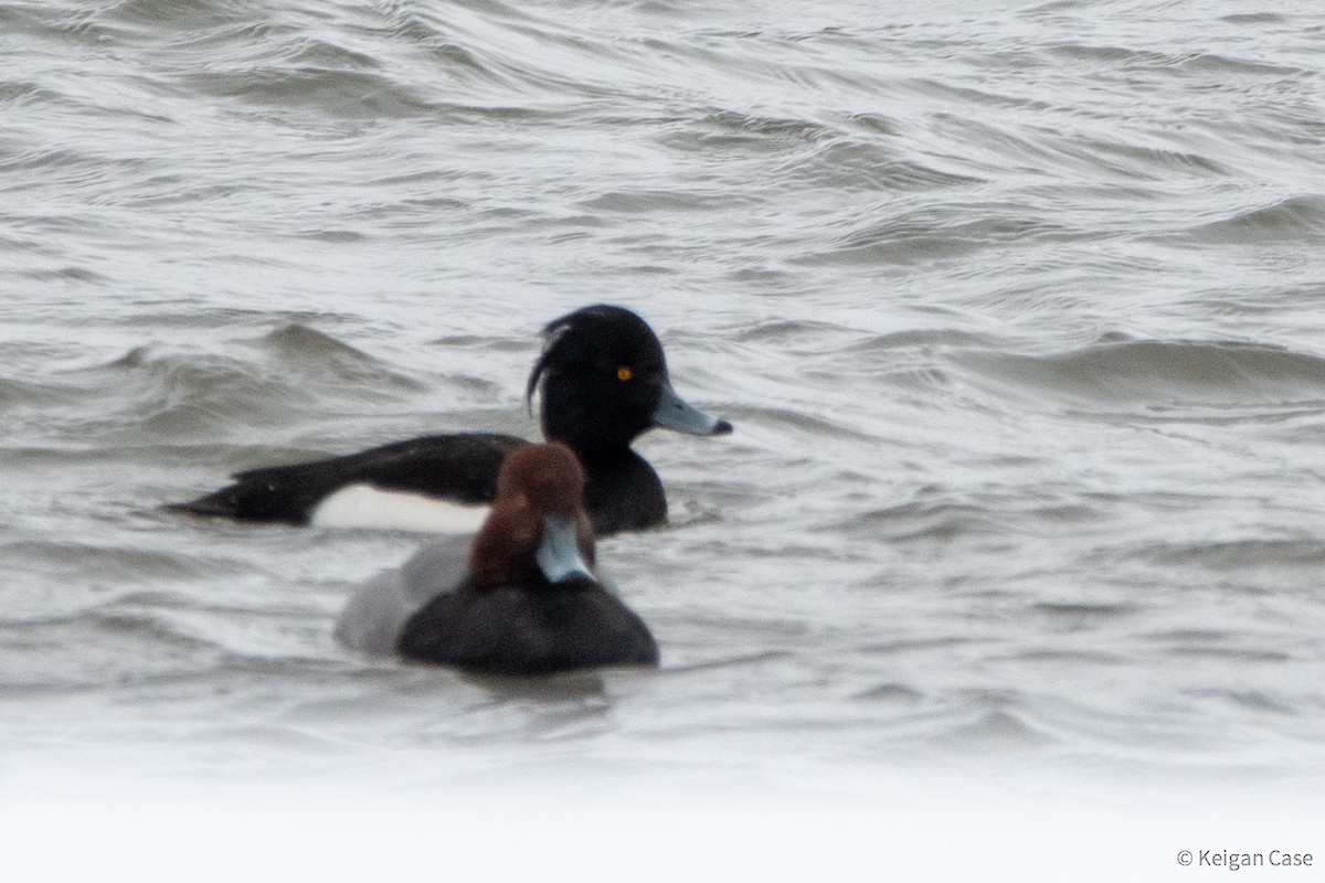 Tufted Duck - ML614470558