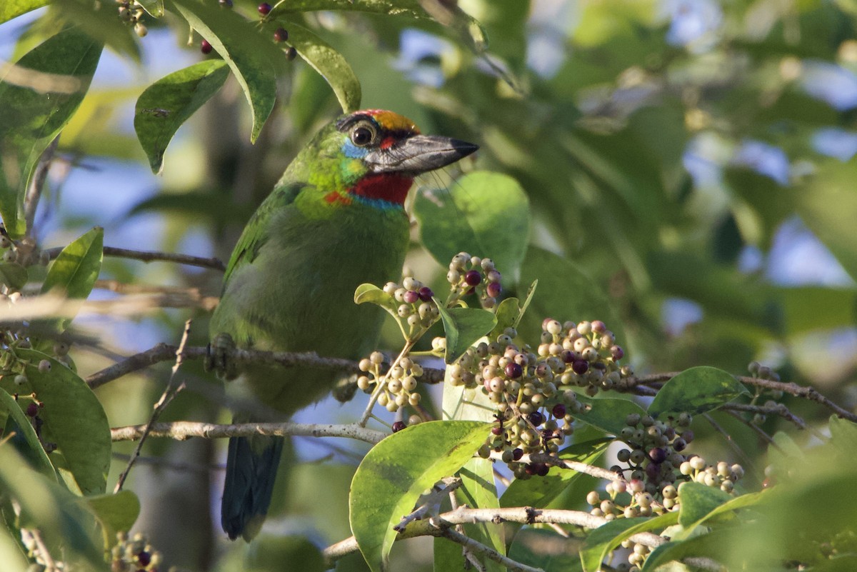 Red-throated Barbet - ML614470661