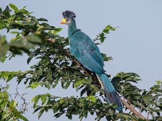  - Great Blue Turaco