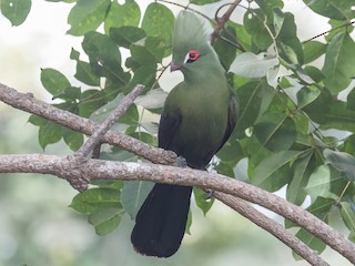  - Guinea Turaco