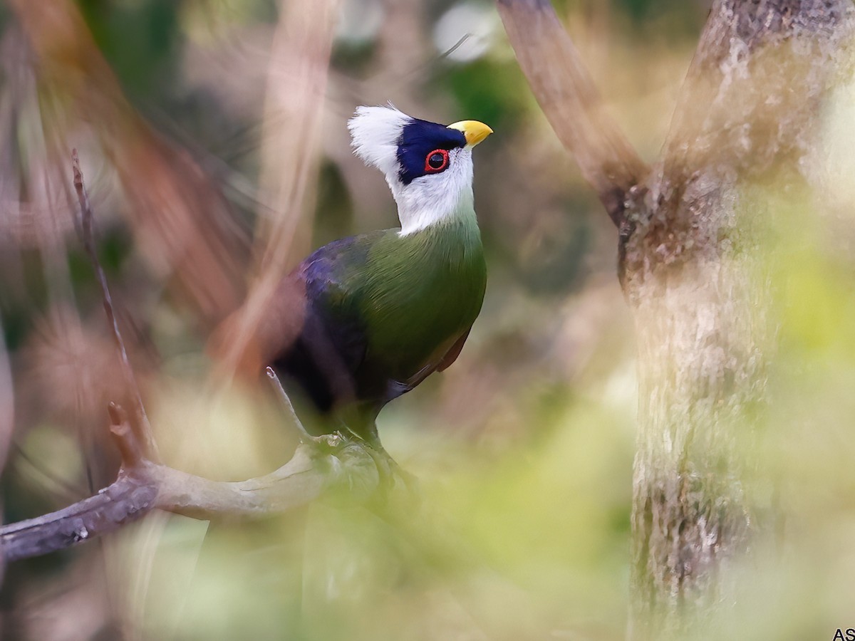 White-crested Turaco - Tauraco leucolophus - Birds of the World