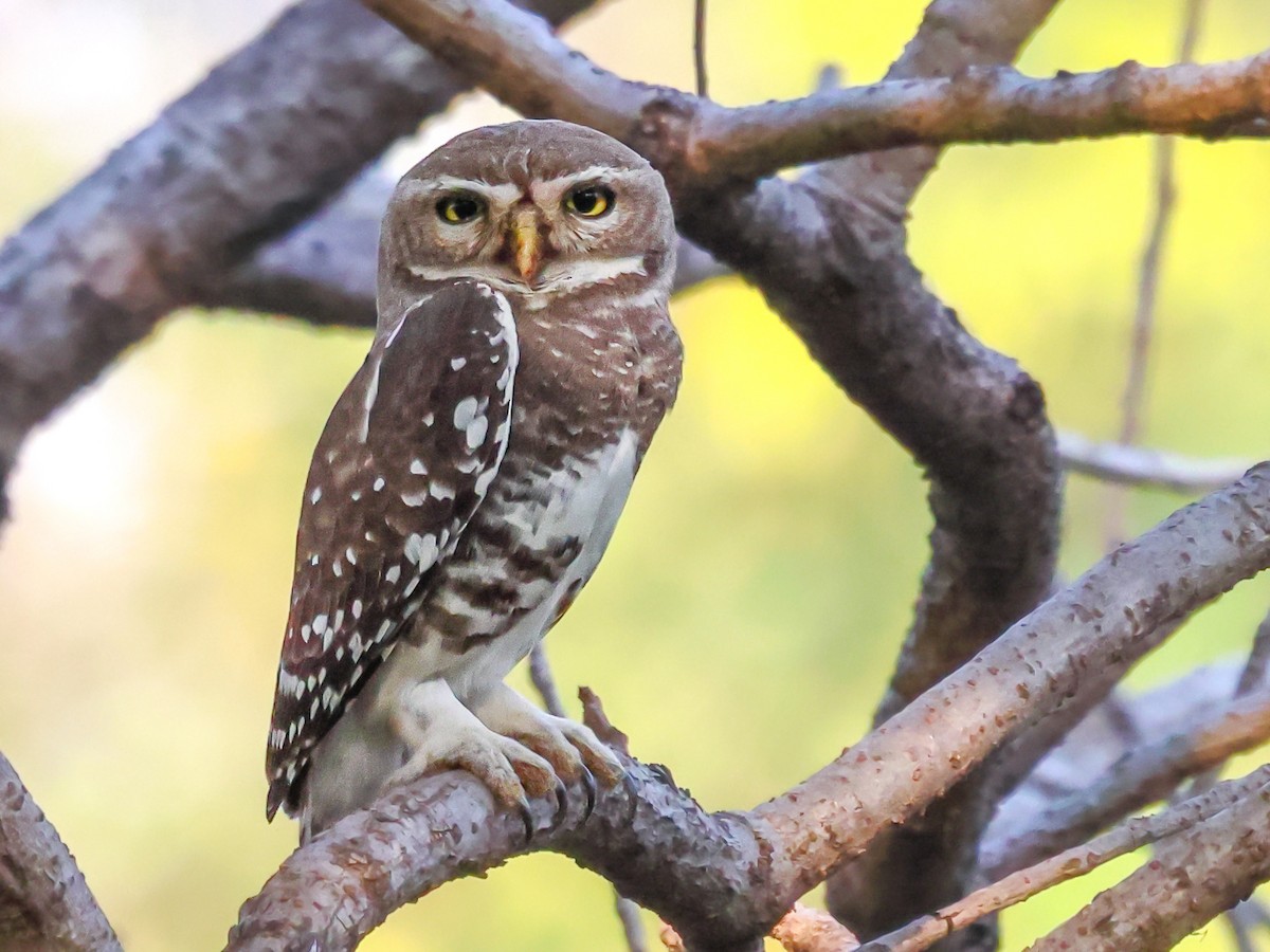 Forest Owlet - Vikram S