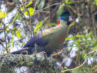  - Rwenzori Turaco (Kivu)