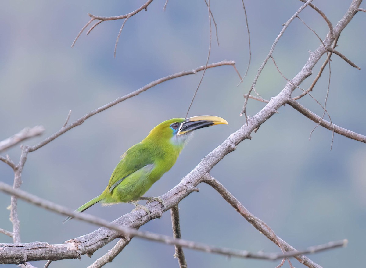 Groove-billed Toucanet (Yellow-billed) - ML614471034