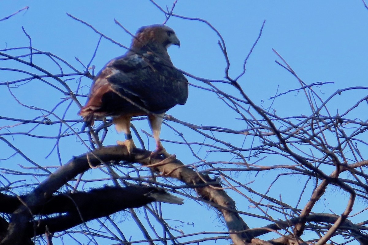 Red-tailed Hawk - ML614471047