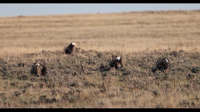 Greater Sage-Grouse - ML614471098