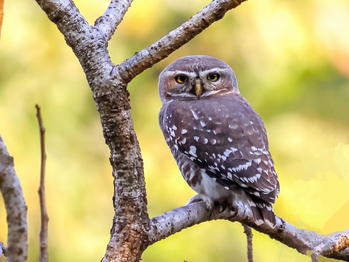Forest Owlet - Vikram S