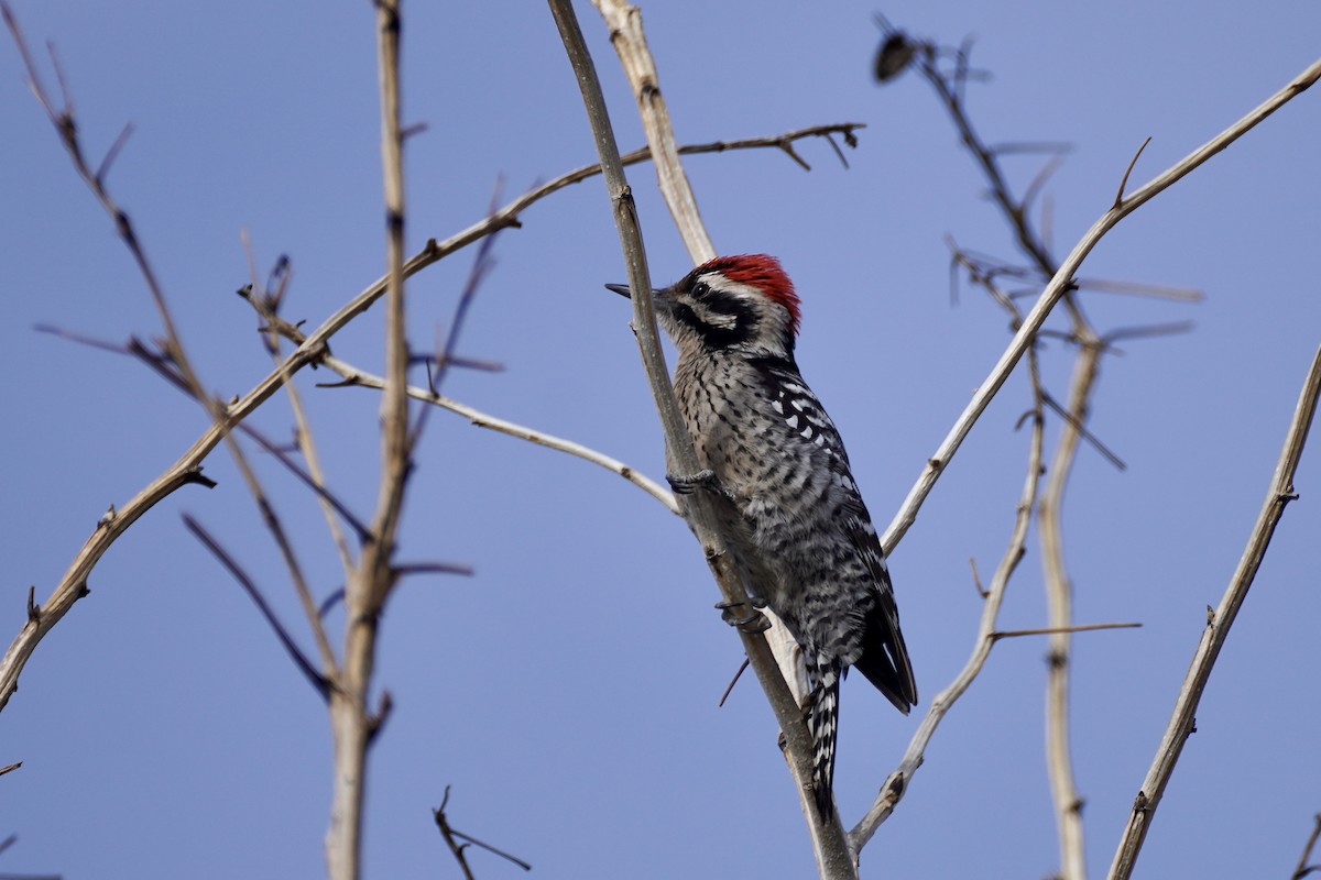 Ladder-backed Woodpecker - Charles Morano
