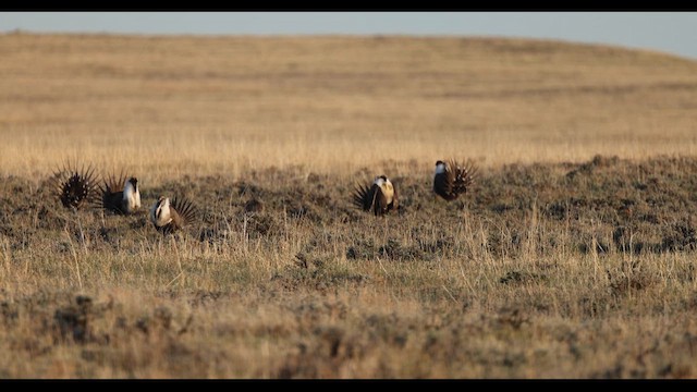 Greater Sage-Grouse - ML614471240