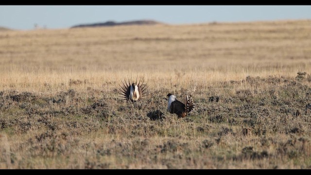 Greater Sage-Grouse - ML614471323