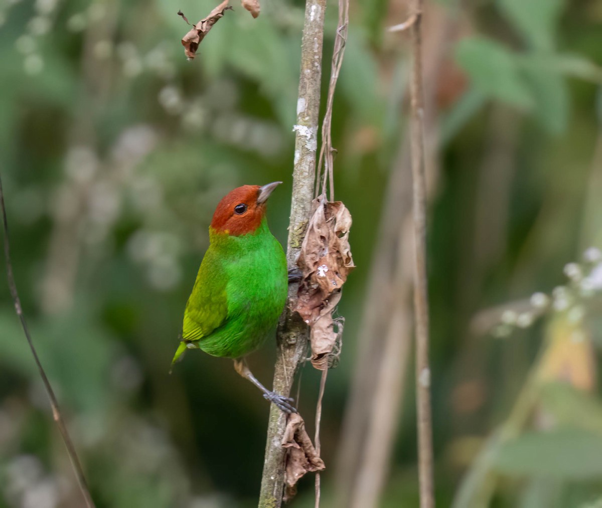 Bay-headed Tanager - ML614471364