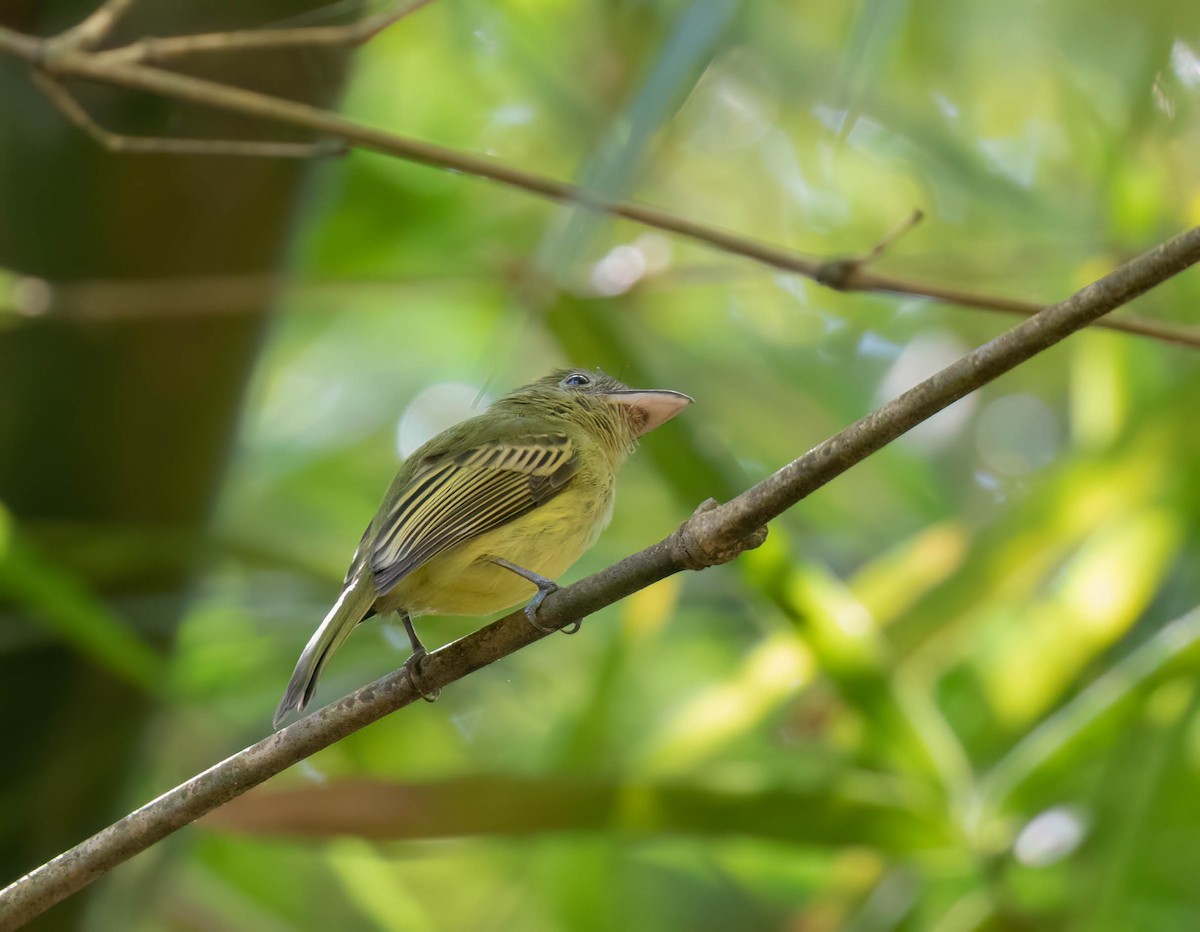 Western Olivaceous Flatbill - ML614471383