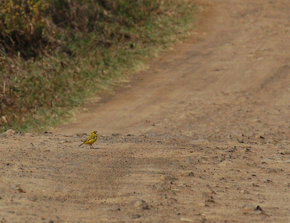 Yellow-fronted Canary - ML614471390