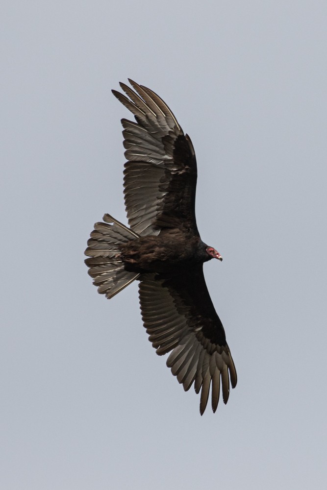 Turkey Vulture - ML614471416