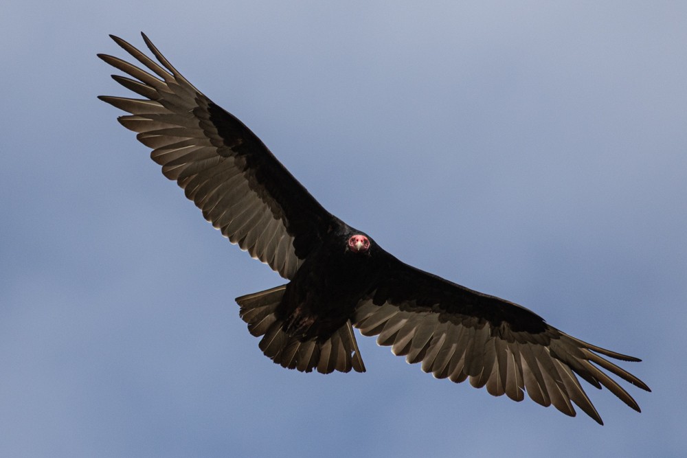 Turkey Vulture - ML614471424