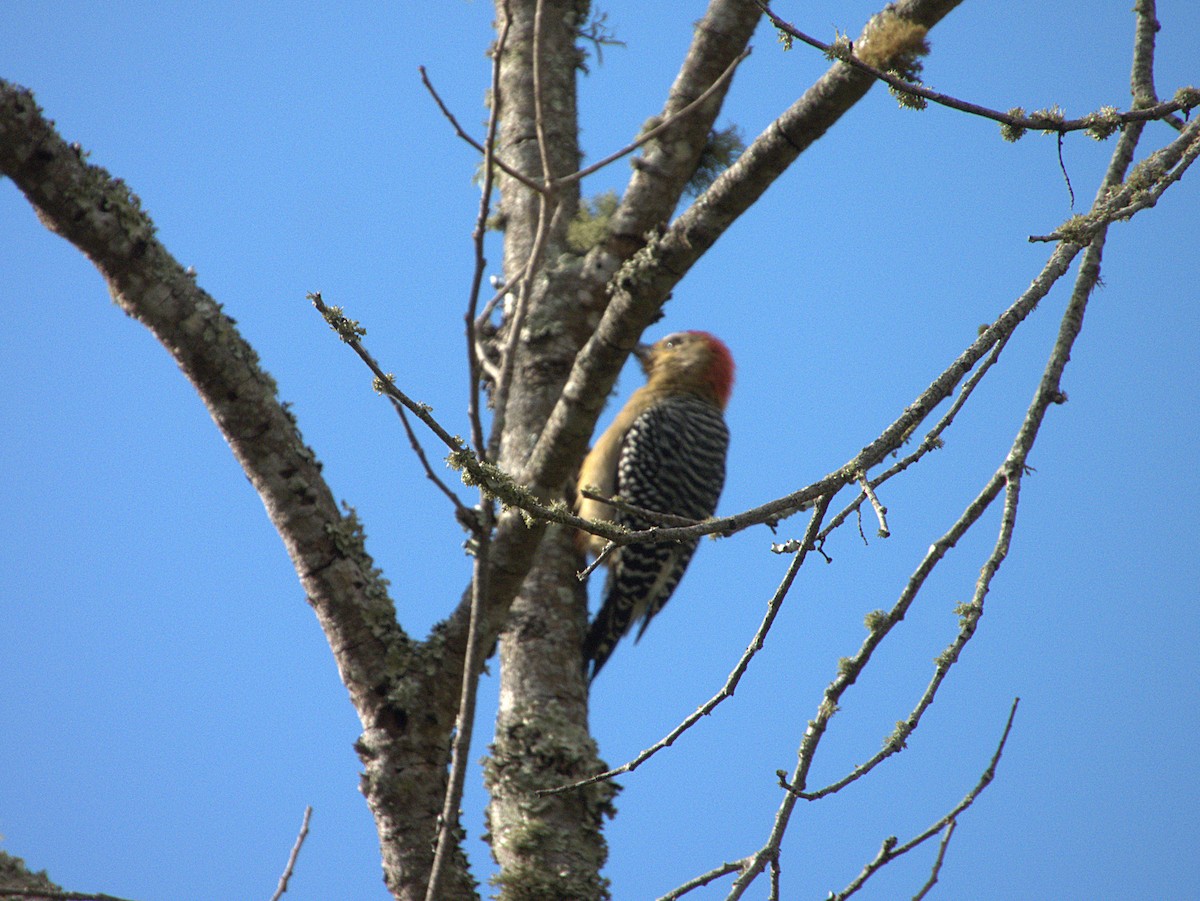 Red-crowned Woodpecker - ML614471482