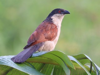  - Blue-headed Coucal