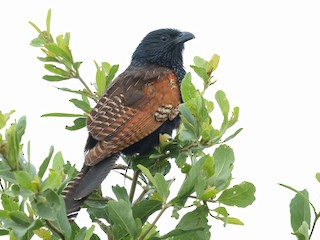  - Black Coucal