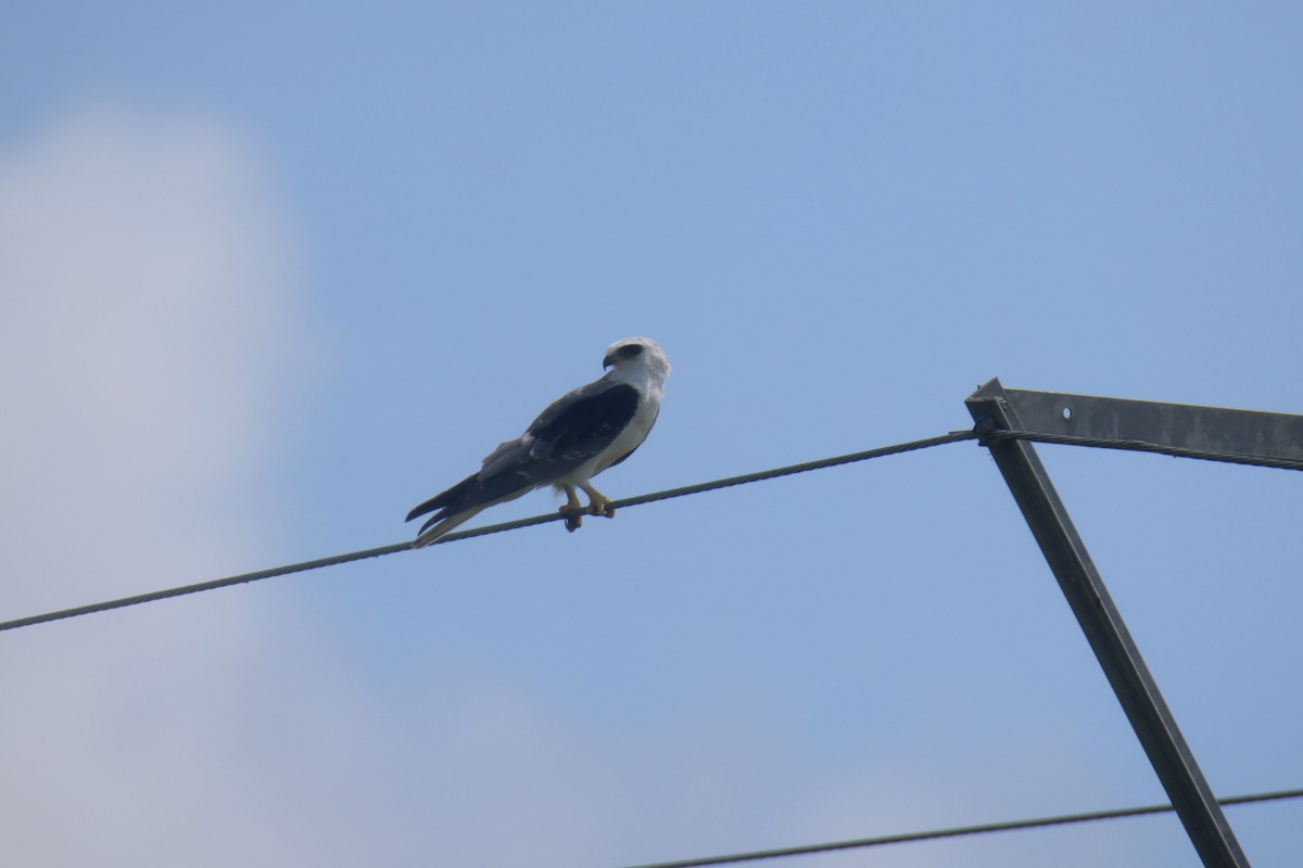 White-tailed Kite - ML614471905