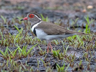  - Forbes's Plover