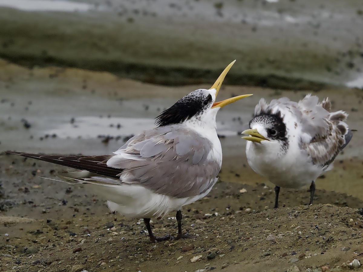 Great Crested Tern - ML614471947