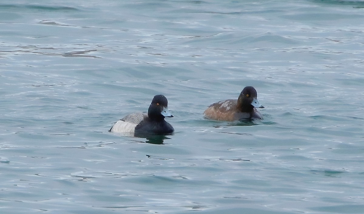 Greater Scaup - ML614472052