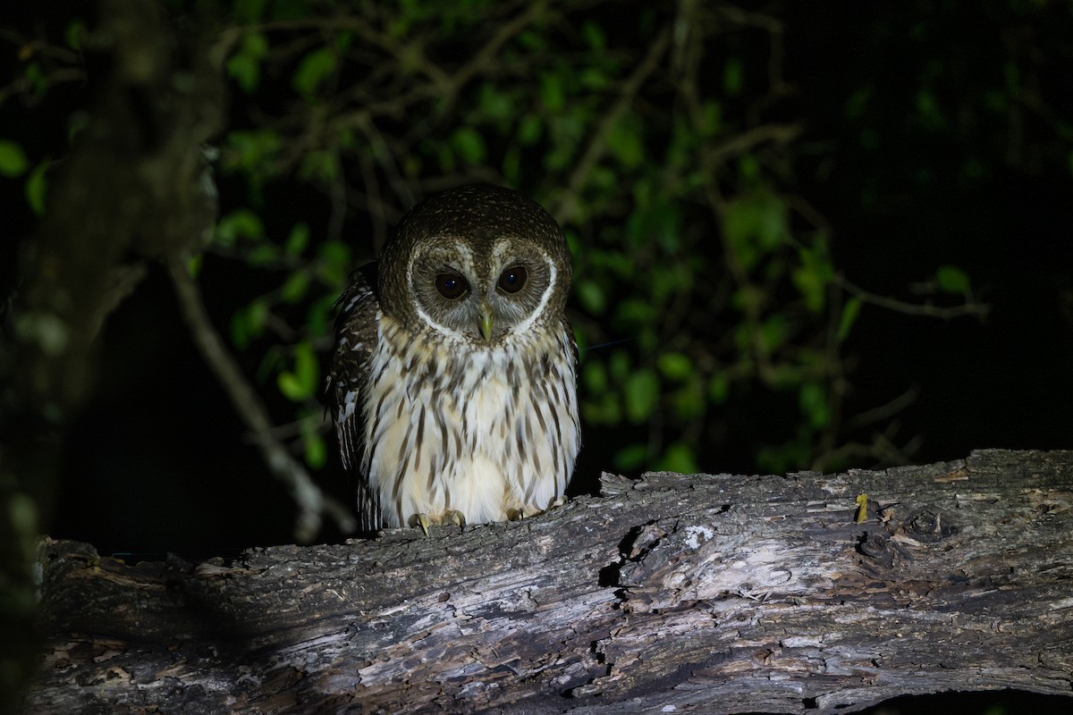 Mottled Owl - ML614472109