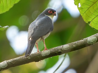  - Red-thighed Sparrowhawk